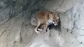 井の頭自然文化園 本園の写真_176433