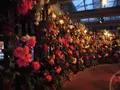 兵庫県立フラワーセンターの写真_176599
