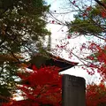 豪徳寺の写真_176726