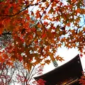 豪徳寺の写真_176727