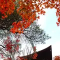 豪徳寺の写真_176729