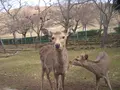 若草山の写真_176954