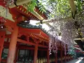 春日大社の写真_177017