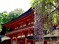 春日大社の写真_177018