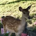 興福寺の写真_177068