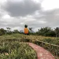 ナゴパイナップルパークの写真_177539