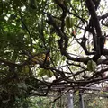 沖縄フルーツランドの写真_177558