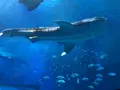 沖縄美ら海水族館の写真_177602