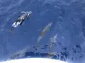Fish Eye Marine Park（フィッシュアイマリーンパーク）の写真_178470