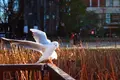 上野恩賜公園（上野公園）の写真_178957