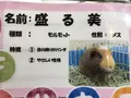 宝登山小動物公園の写真_178966