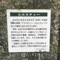 シルミチューの写真_179078
