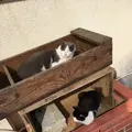 田代島にゃんこ共和国の写真_179635