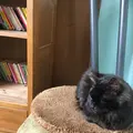 クロネコ堂の写真_179639
