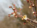 けいはんな記念公園の写真_179951