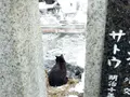 湯畑の写真_180129