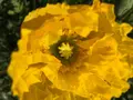 白間津花畑の写真_180311
