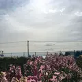 白間津花畑の写真_180312