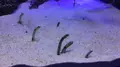 新江ノ島水族館の写真_181206