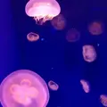 新江ノ島水族館の写真_181208