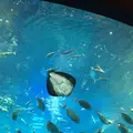 新江ノ島水族館の写真_181209