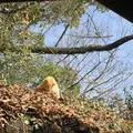 猫の細道の写真_181806