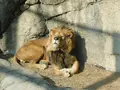 静岡市立日本平動物園の写真_182005