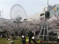 横浜汽車道の写真_182187