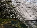 掃部山公園の写真_182190