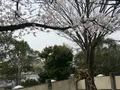 野毛山動物園の写真_182193