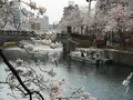 大岡川の写真_182201