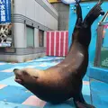伊勢シーパラダイスの写真_182266