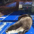 伊勢シーパラダイスの写真_182267