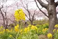 松田山ハーブガーデンの写真_182335