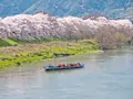 淀川河川公園背割堤地区の写真_183060