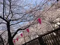 目黒川の写真_185012