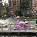 不忍池の写真_185965