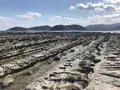 青島神社の写真_186066