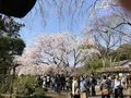 六義園の写真_186426