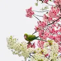 不忍池の写真_186605