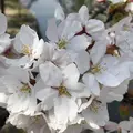 九華公園(桑名城趾)の写真_186748