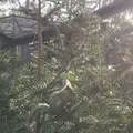 井の頭自然文化園の写真_186975