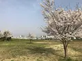 埼玉県狭山市新富士見橋の写真_187011