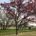 埼玉県狭山市新富士見橋の写真_187013