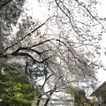 勝川天神社の写真_187191