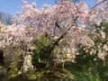 【閉館】フォーエバー現代美術館 祇園京都の写真_187351
