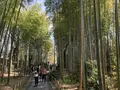 修善寺の写真_187540