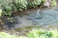 柿田川公園の写真_187549