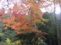 靱公園の写真_187559
