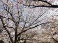 大阪城公園の写真_187566